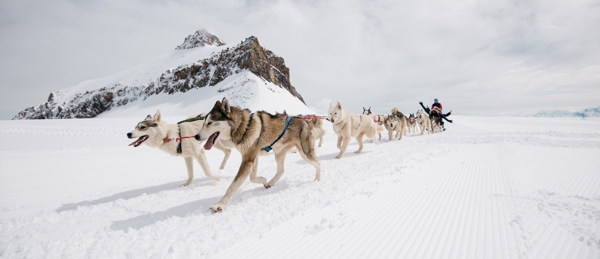 Try dog sledding on glacier 3000 with Railbookers train holidays dog sledding on glacier 3000