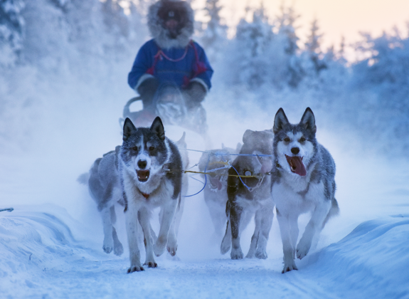 dog sledding team excursion