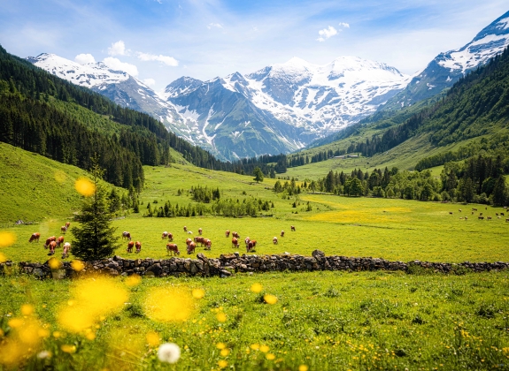 Beautiful panoramic view of rural alpine landscape with cows grazing in fresh green meadows neath snowcapped mountain tops on a sunny day in spring, National Park Hohe Tauern, Salzburger Land, Austria