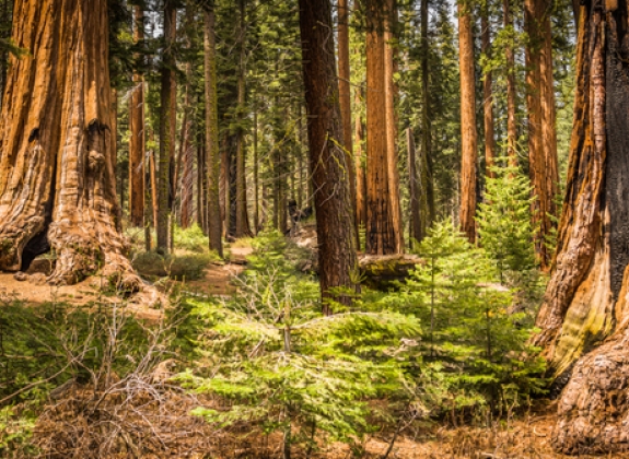 Sequoia National Park Trees