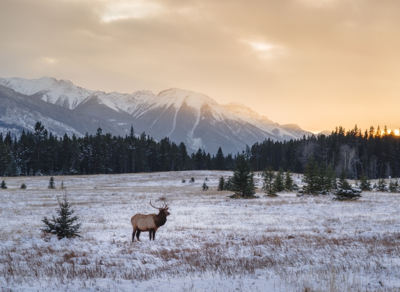 elk in Canada with snow on the ground