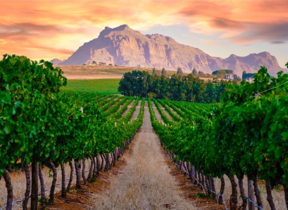 Vineyard landscape at sunset with mountains in Stellenbosch near Cape Town South Africa. wine grapes on the vine in the vineyard Western Cape South Africa Stellenbosch mountains