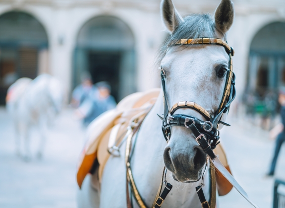 Portrait of the world famous Lipizzaner Stallion legendary White Stallions horse before show. Spanish Riding School in Vienna