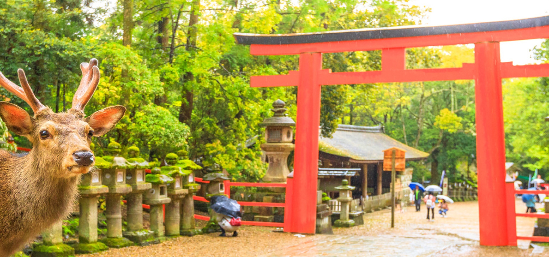 6.-Deer-Park-in-Nara-Japan-1800x600