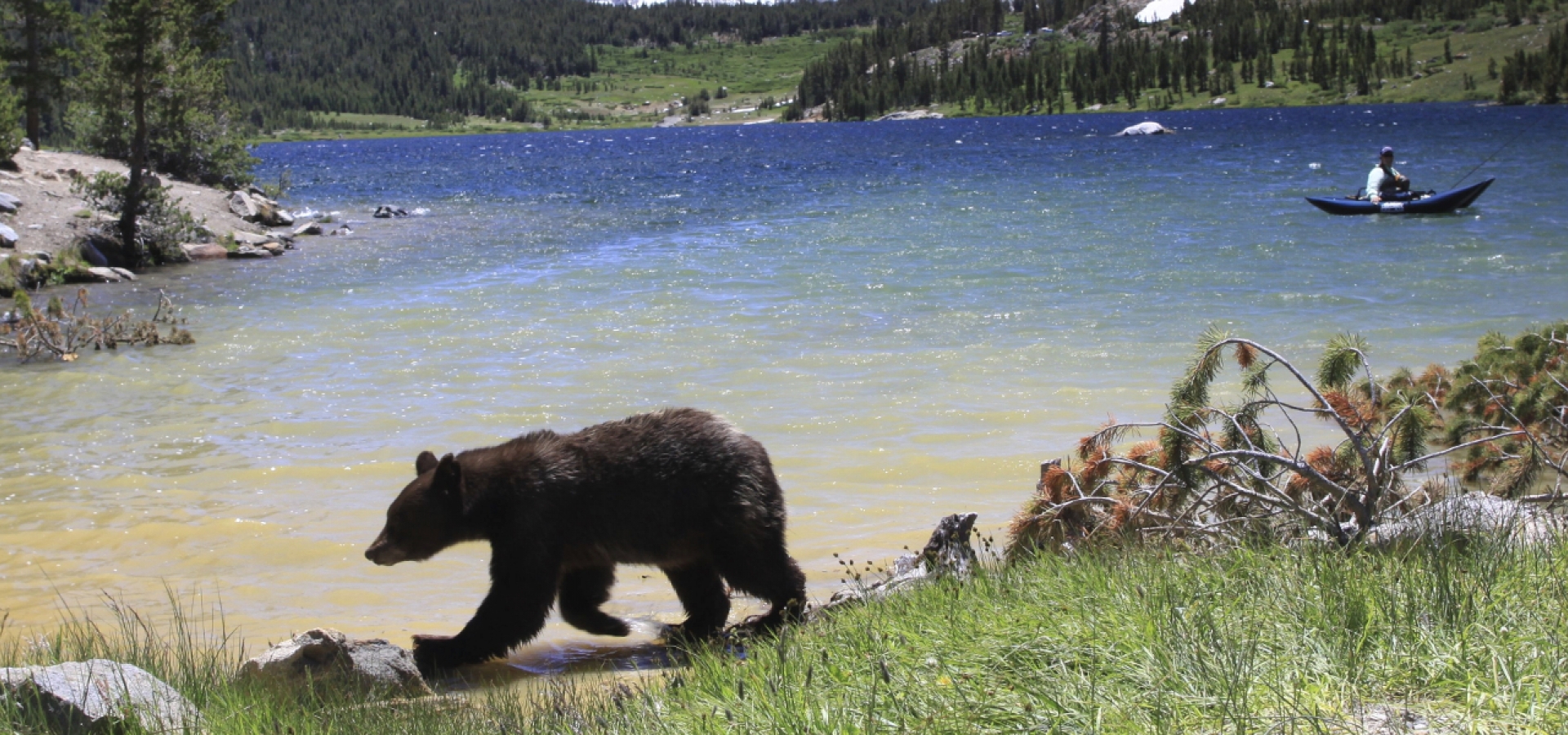 AU YELLOWSTONE TO YOSEMITE - Black Bear - iStock_000017366789_Full 1800X600