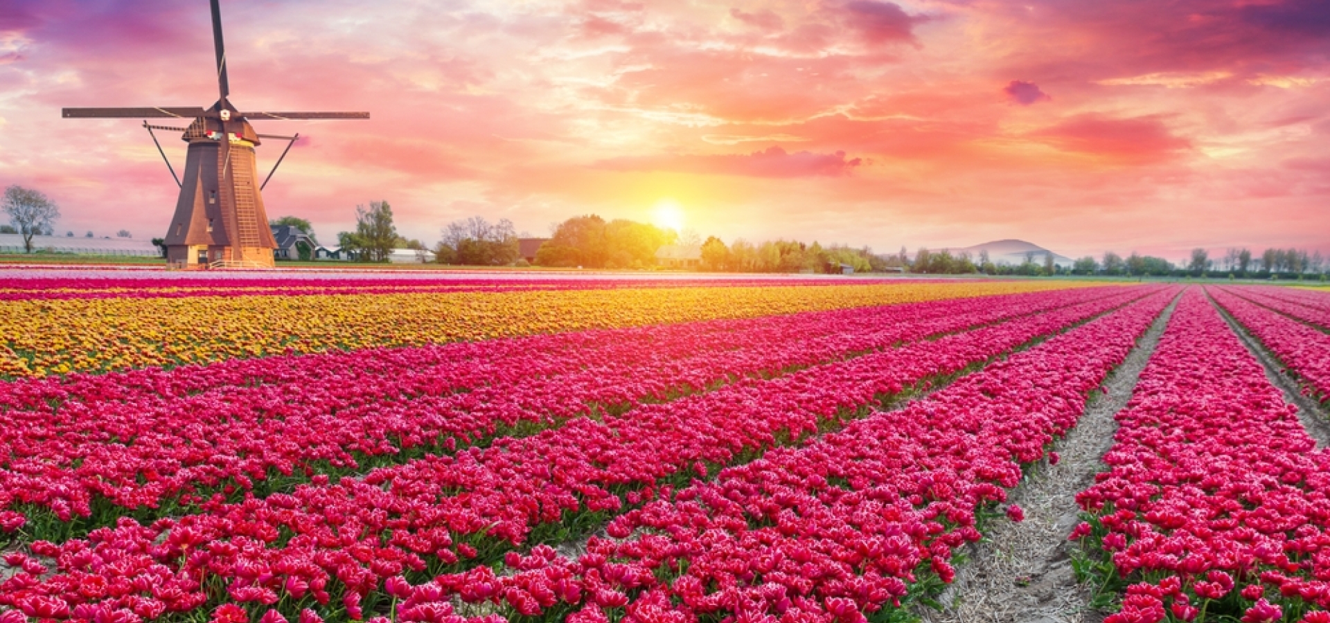 Landscape with tulips, traditional dutch windmills and houses near the canal in Zaanse Schans, Netherlands, Europe. High quality photo