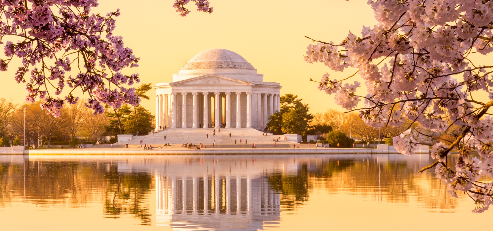 jefferson memorial in washington, DC with cherry blossom trees